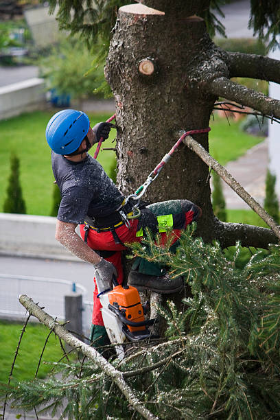 Best Tree Disease Treatment  in Cottonwood Heights, UT