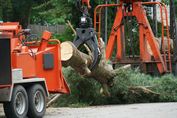 Best Tree Trimming and Pruning  in Cottonwood Heights, UT