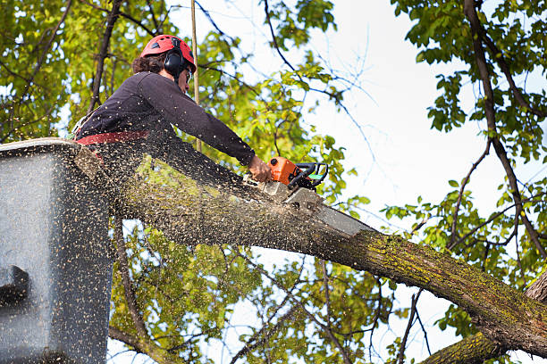  Cottonwood Heights, UT Tree Services Pros